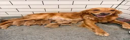 Golden Retriever dogs for sale: Outstanding breadlines with extensive health tests - Advert 2