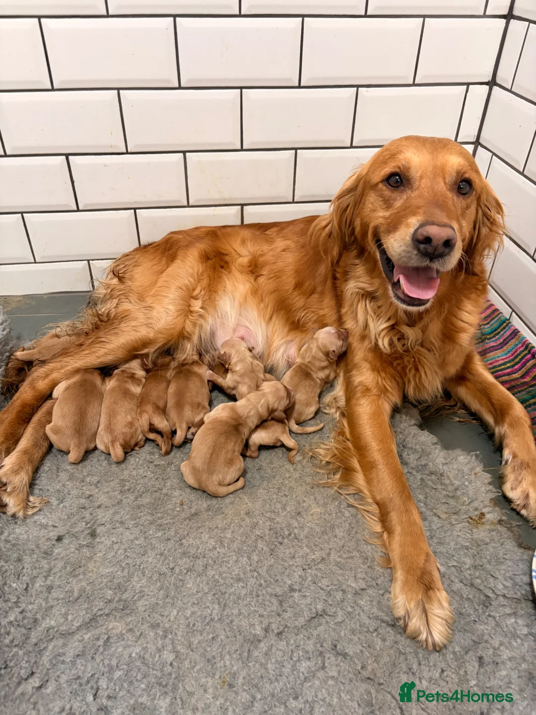 Golden Retriever dogs for sale: Outstanding breadlines with extensive health tests - Advert 2