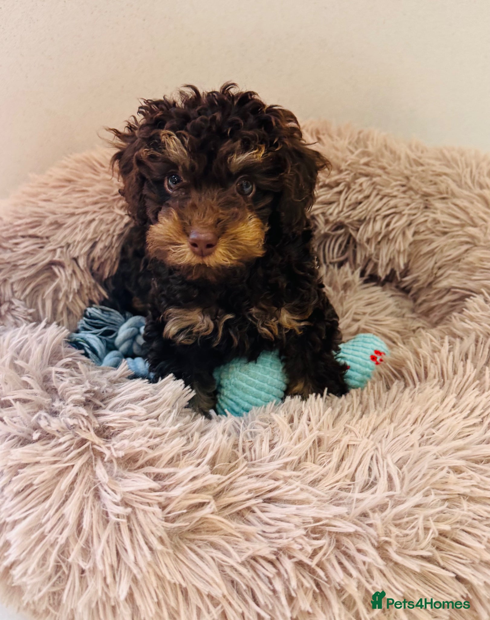 Toy Poodle dogs Choc phantom poodle  - Advert 4