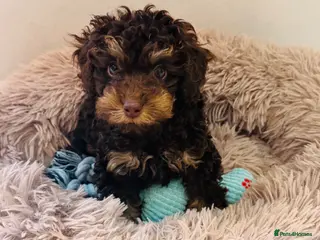 Toy Poodle dogs Choc phantom poodle - Advert 1