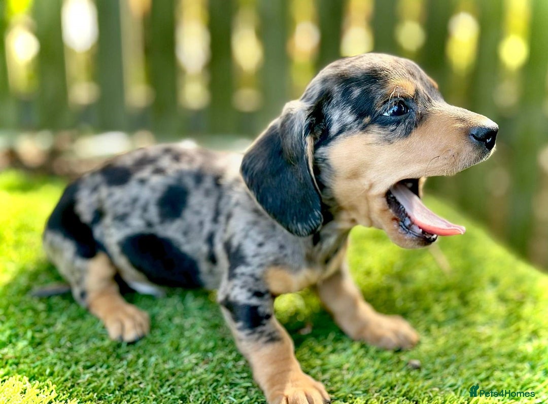 Miniature Dachshund dogs for sale:  litter of miniature dachshunds (smoothhair) - Image 5