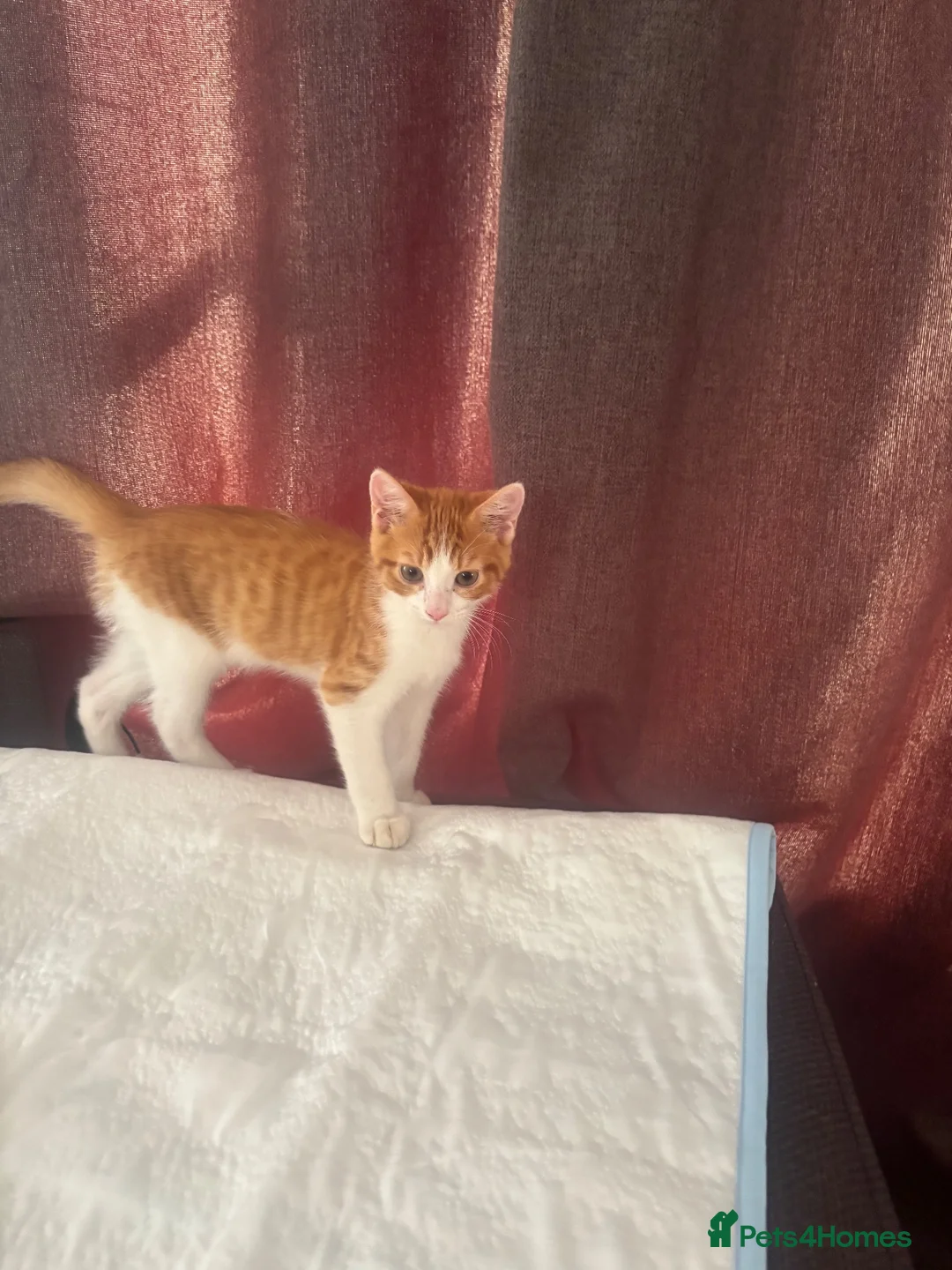 Mixed Breed cats for sale: 11 week ginger male kitten - Advert 5