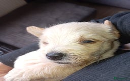 Mixed Breed dogs for sale: Patterdale mix - Image 6