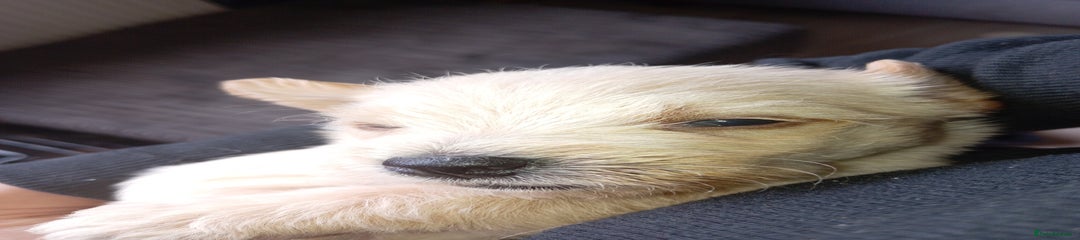 Mixed Breed Puppy 4