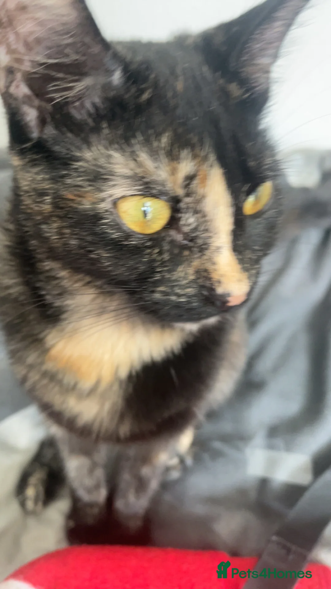 Mixed Breed cats for sale: 5 beautiful kittens mixed breed  - Advert 2