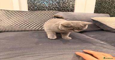 British Shorthair cats Last GCCF  Active British Shorthair female left - Advert 9