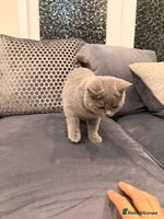 British Shorthair cats Last GCCF Active British Shorthair female left - Advert 9