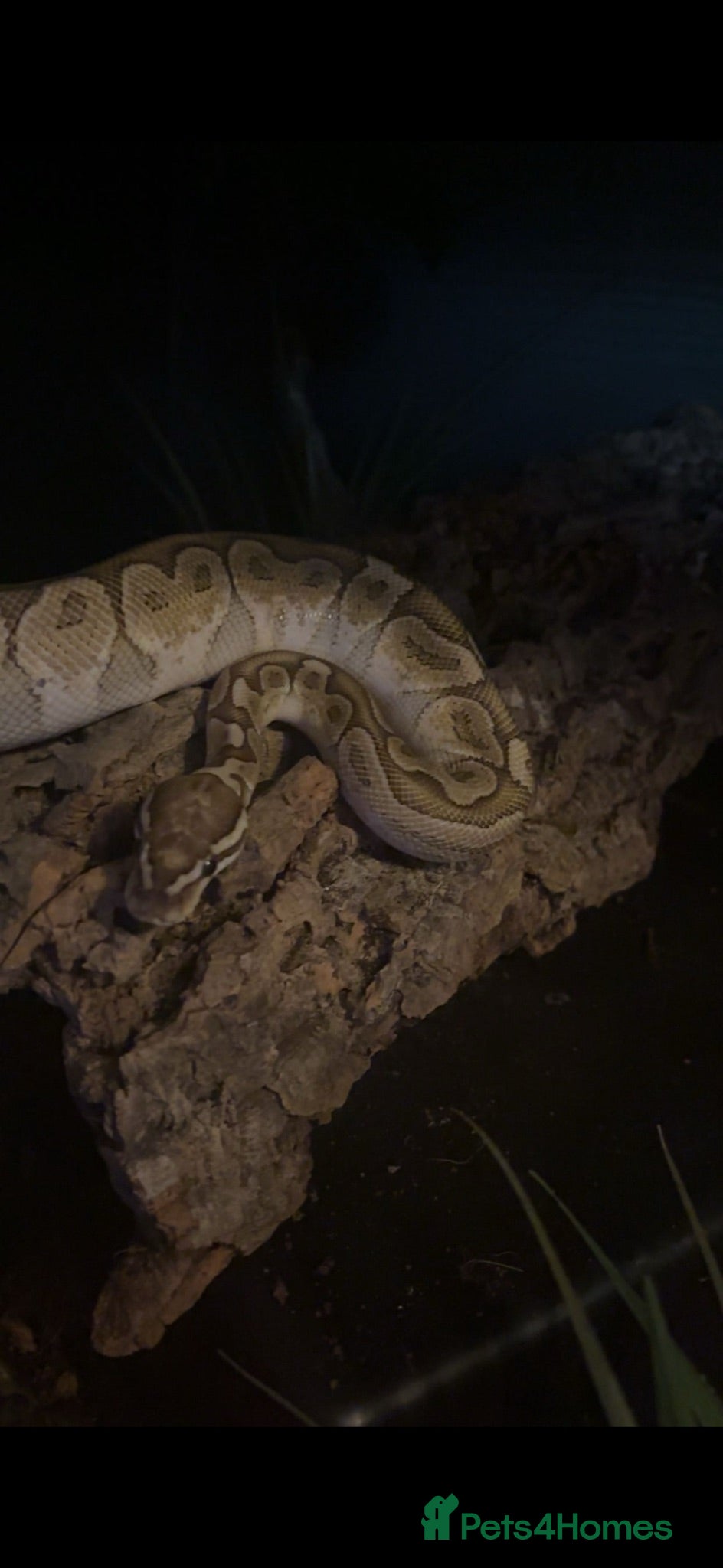 Python Snake reptiles female bamboo royal python  - Advert 1