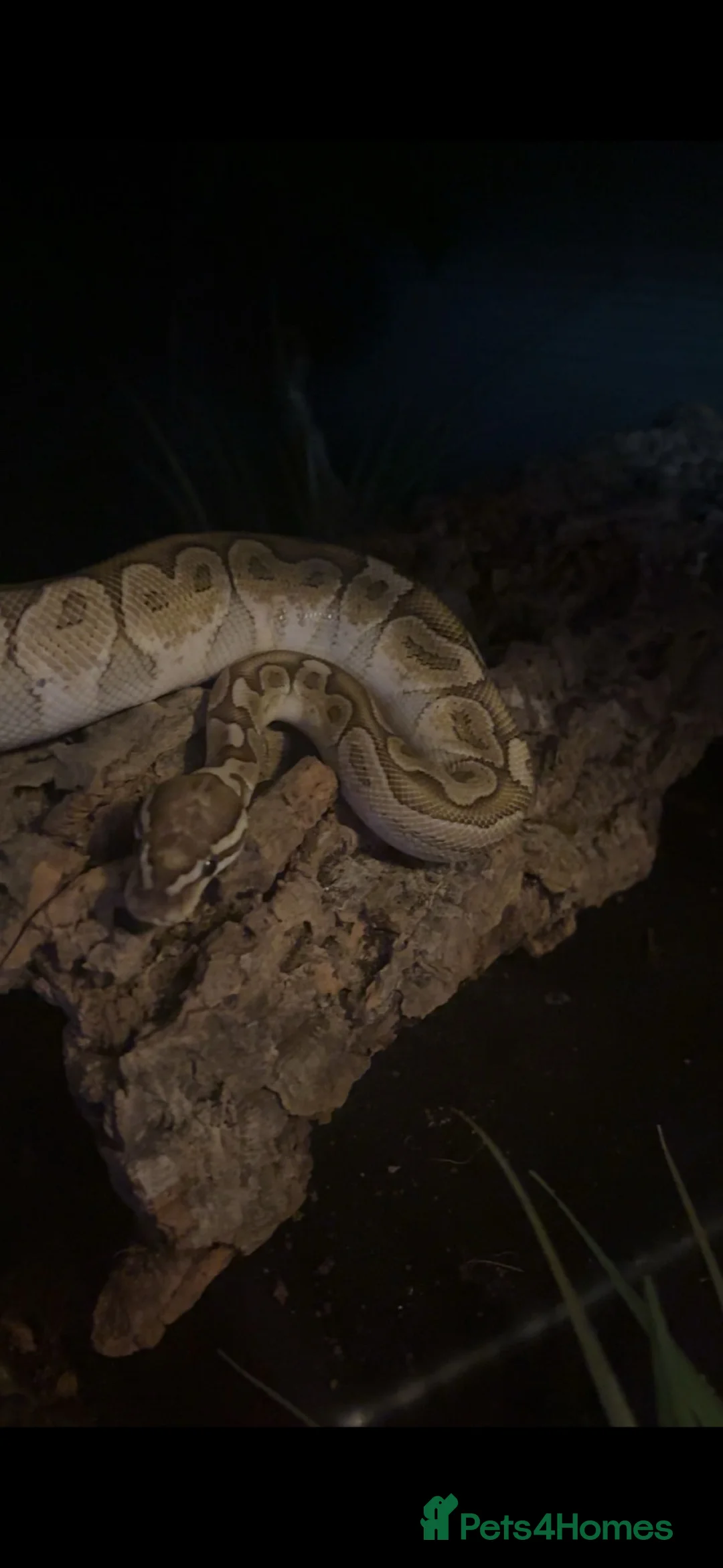 Python Snake reptiles for sale: female bamboo royal python  - Advert 1