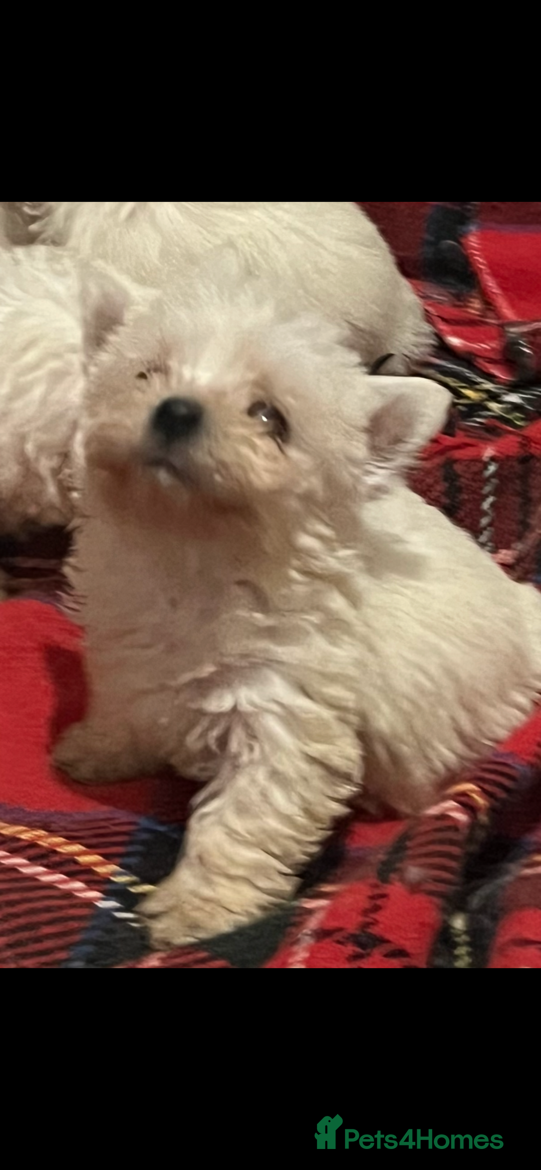 West Highland Terrier dogs for sale: Westhighland terrier puppies  - Advert 3