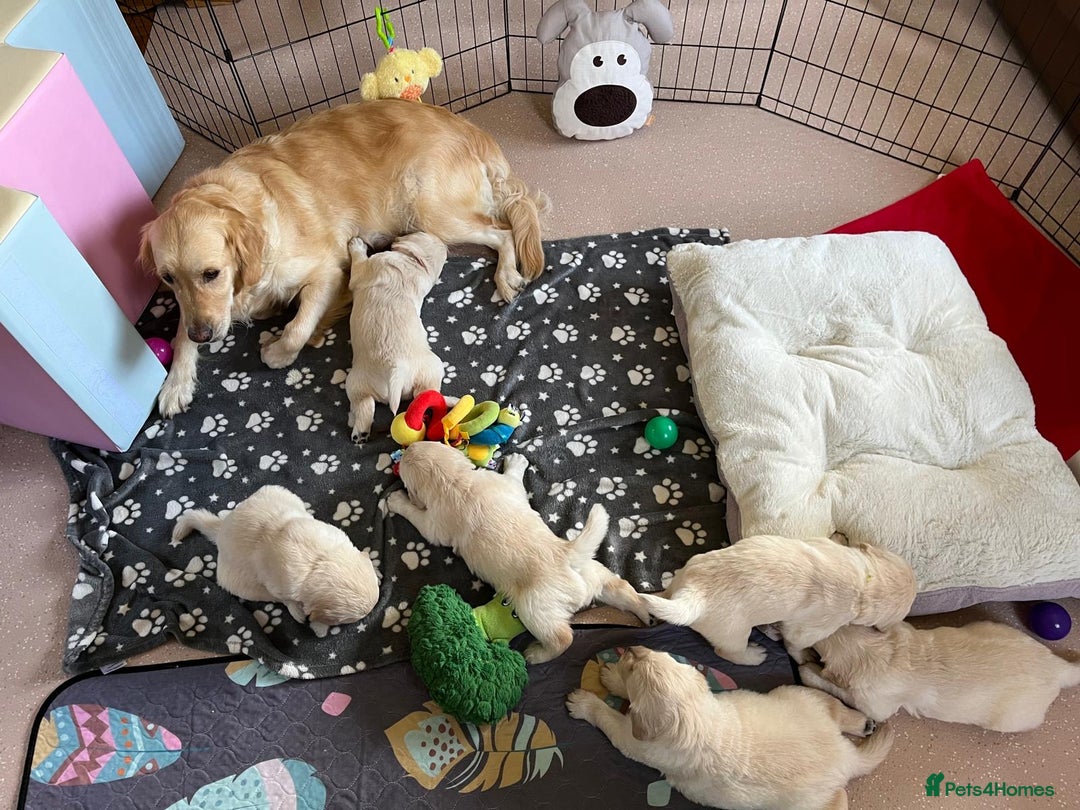 Golden Retriever dogs for sale: Fluffy Cream & Gold Golden Retriever Puppies - Image 20