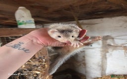 Ferret rodents for sale: 9 Ferrets for sale - Image 28