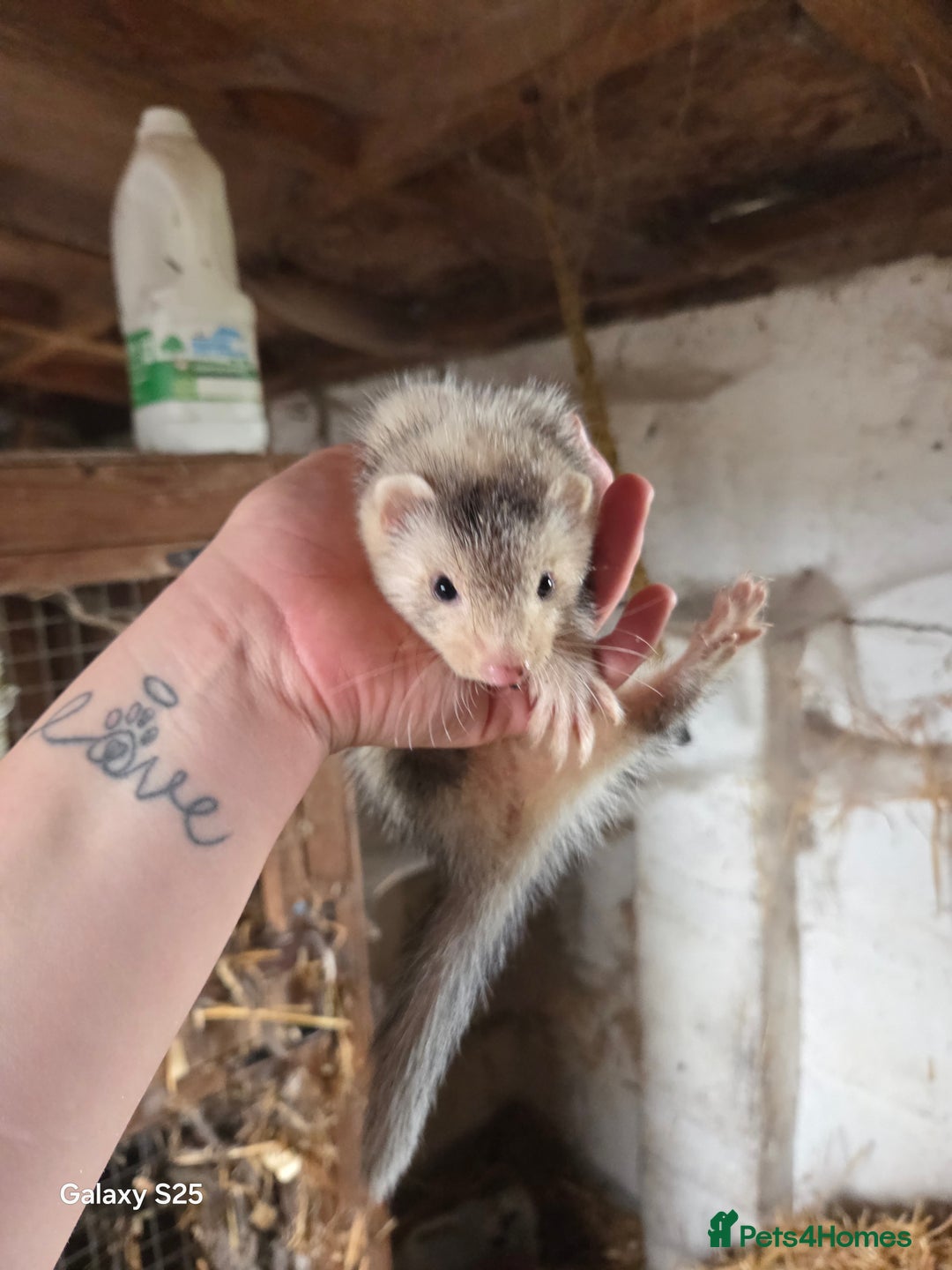 Ferret rodents for sale: 9 Ferrets for sale - Image 28