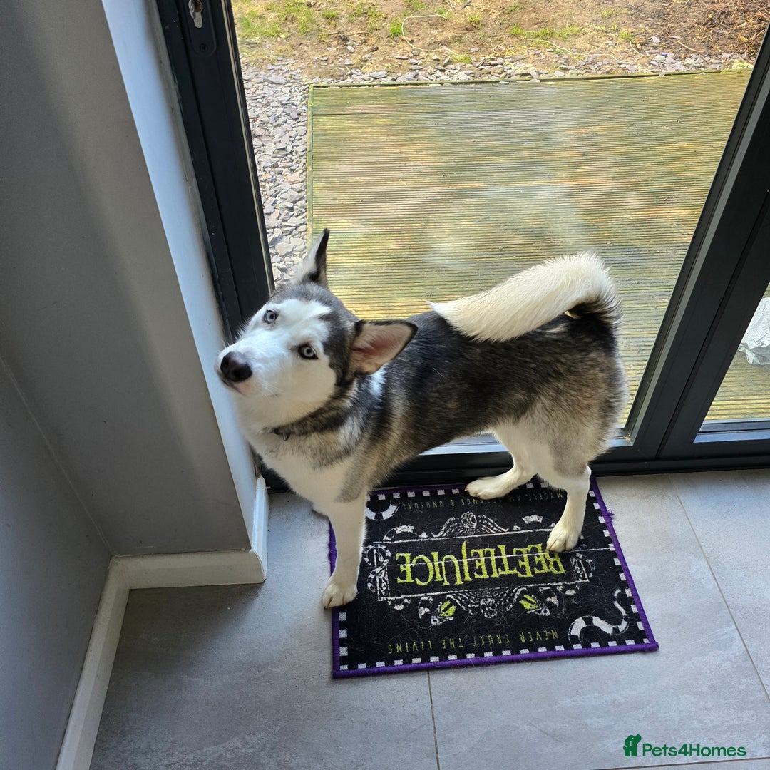 Utonagan dogs for sale: 6 months old Female Husky cross Malamute - Advert 3