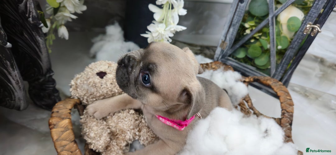 French Bulldog dogs for sale: French bulldog lilac/blue fawn  - Image 6