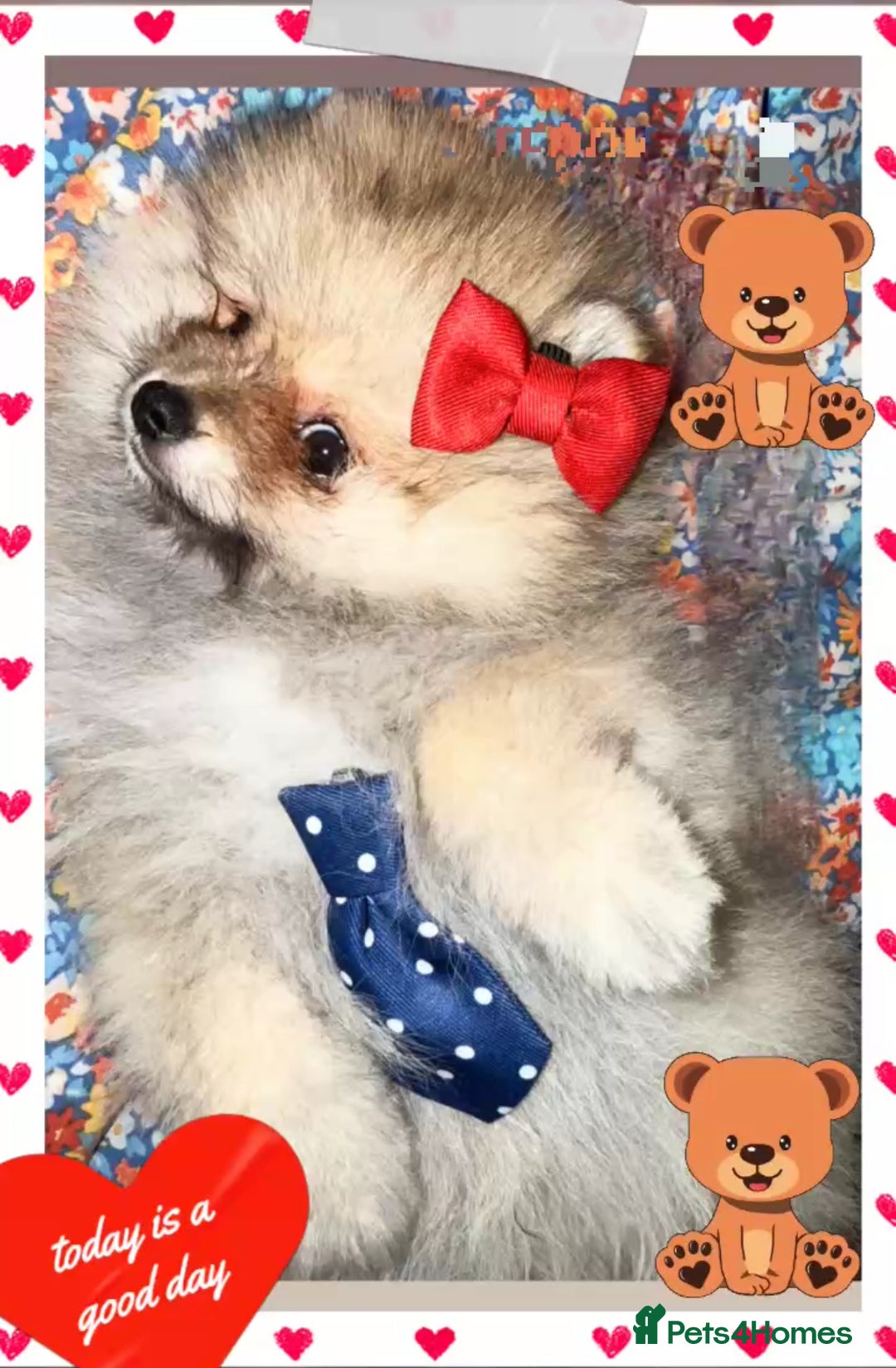 Pomeranian dogs for sale: ✨🐶Small Teddy Bear🧸 SKY🩵BLUE EYE 👀POMS🐶✨ - Advert 7