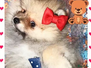 Pomeranian dogs ✨🐶650g Teddy Bear🧸 SMALL SKY🩵BLUE EYE 👀POMS🐶✨ - Advert 3