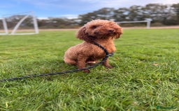 Mixed Breed dogs for sale: Beautiful Deep Red Poodle Puppy’s For Sale Kent  - Image 11