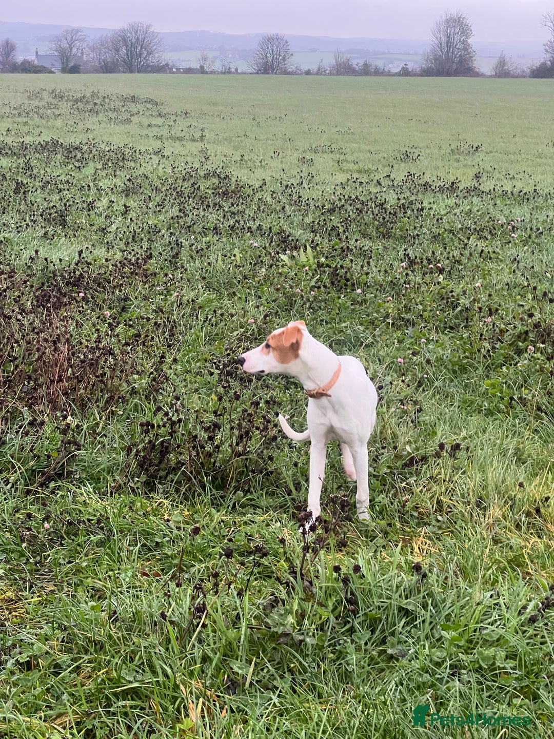 Mixed Breed dogs for sale: Cali  - Advert 1