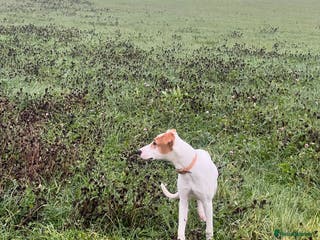 Mixed Breed dogs Cali - Advert 5