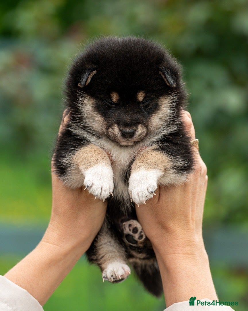Japanese Shiba Inu dogs Exclusive Japanese Shiba Inu Puppies  🇯🇵 - Advert 3