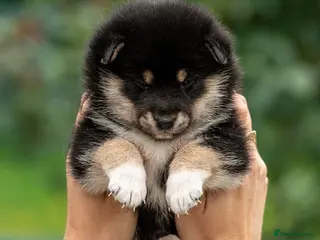Japanese Shiba Inu dogs Exclusive Japanese Shiba Inu Puppies 🇯🇵 - Advert 3