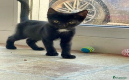 Khao Manee cats for sale: Stunning litter heterochromia kittens  - Image 2