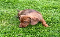 Dachshund dogs for sale: Stunning Dachshunds  - Image 9