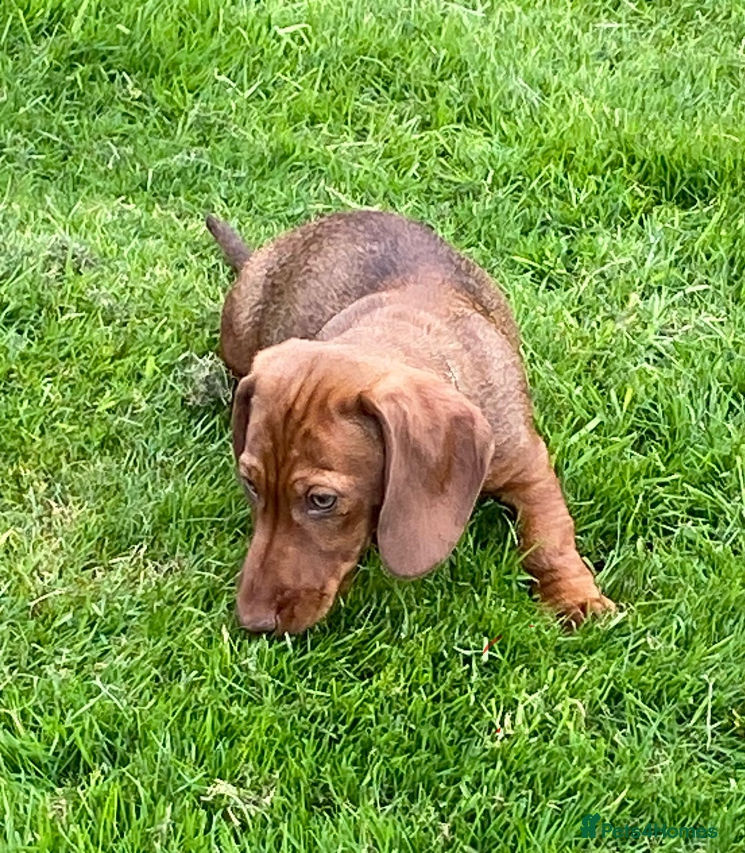 Dachshund dogs for sale: Stunning Dachshunds  - Image 9