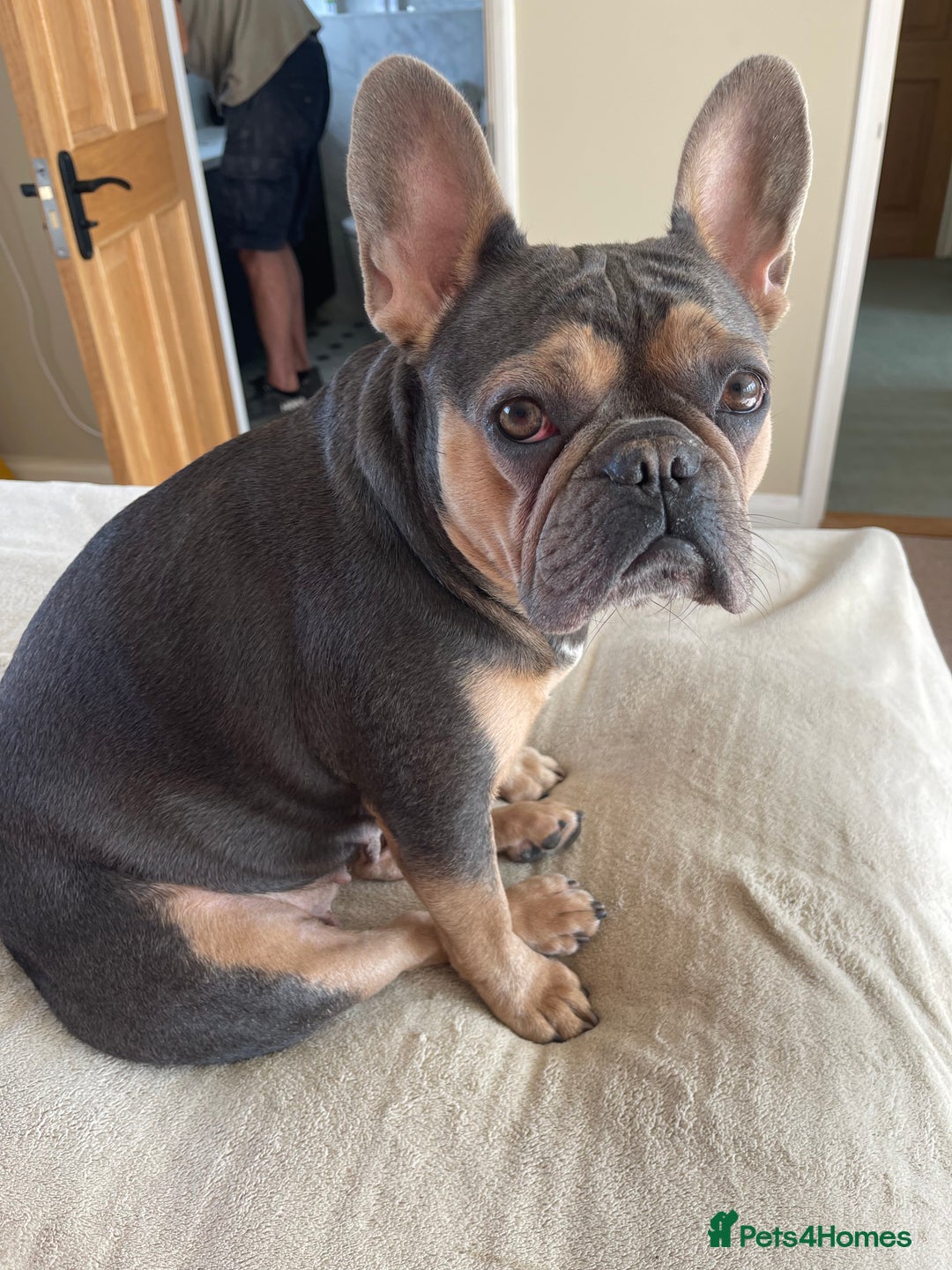 French Bulldog dogs for sale: Kallie  - Advert 14