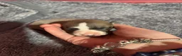 Whippet dogs for sale: Amazing whippet puppies  - Advert 33