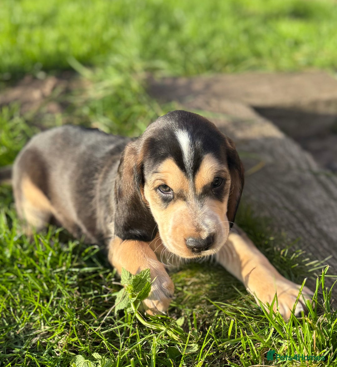 Cockerdor dogs for sale: Cockerdor puppies ready 10th October.  - Image 15