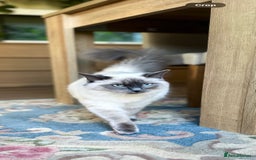 Ragdoll cats for sale: Exceptional Quality Ragdoll Kittens  - Image 20