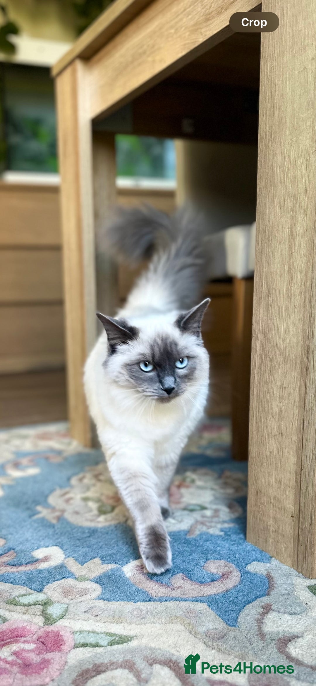Ragdoll cats for sale: Exceptional Quality Ragdoll Kittens  - Image 20
