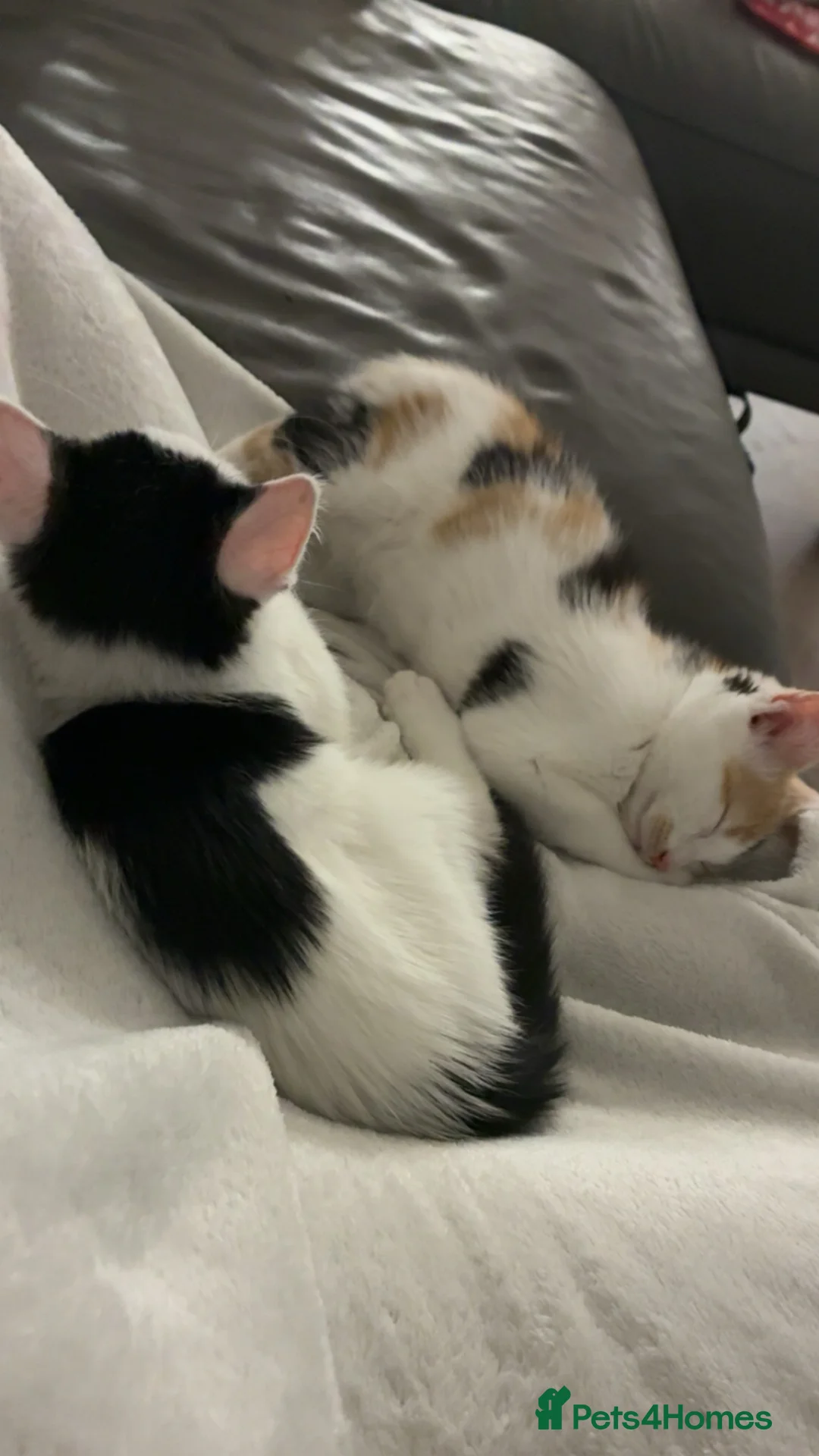 Mixed Breed cats for sale: I have two black and white kittens in Reading - Advert 1