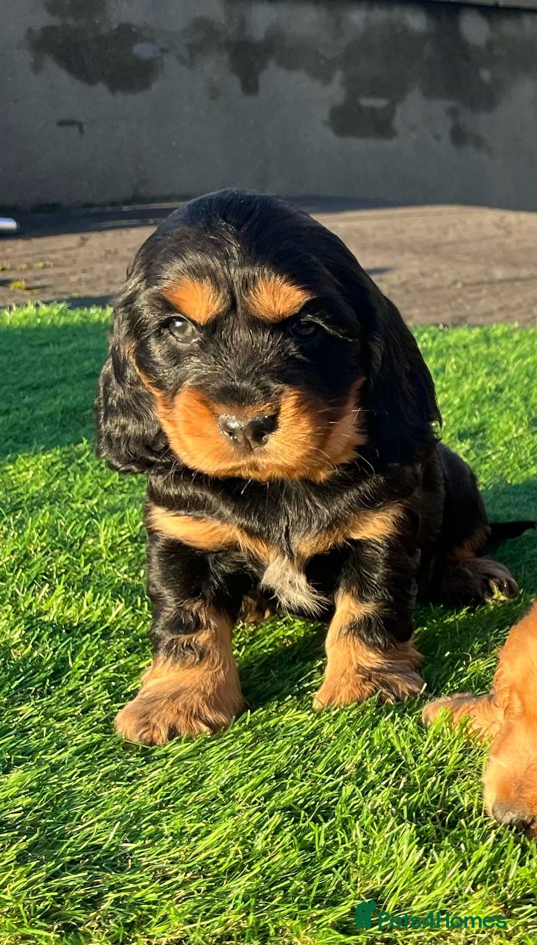 Cocker Spaniel dogs for sale: KC Registered Show Type Cocker Spaniels - Advert 16