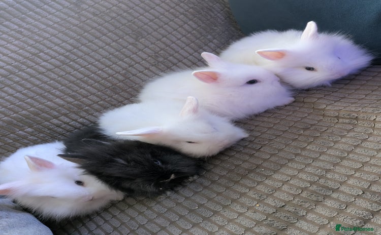 Lionhead rabbits - Advert 2