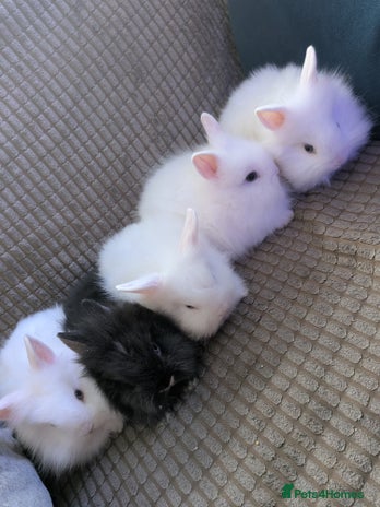 Lionhead rabbits - Advert 2