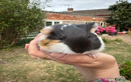 Guinea Pig rodents for sale: Two boy guinea pigs  - Image 3