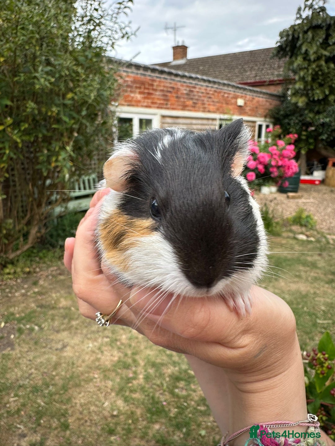 Guinea Pig rodents for sale: Two boy guinea pigs  - Image 3