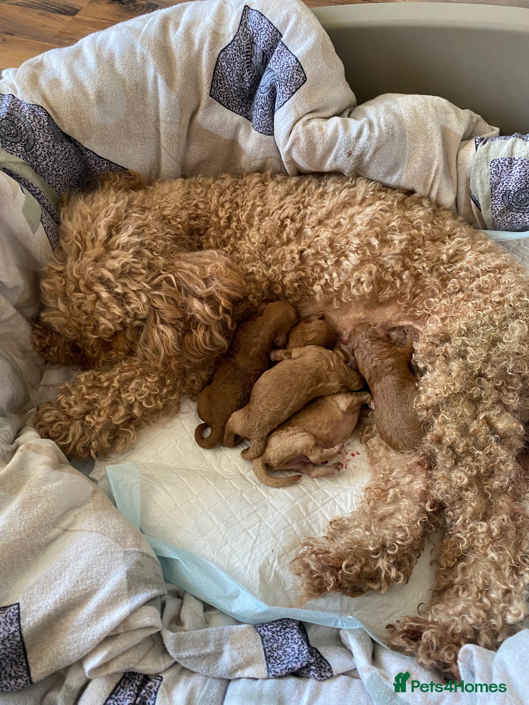 Cockapoo dogs for sale: Perfect Cockapoo Puppies  - Image 9