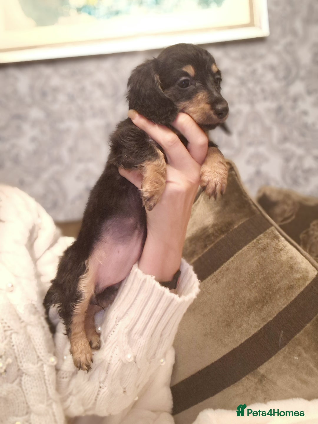 Miniature Dachshund dogs for sale:  Ready Now! Last Girl Long Coat Waiting For You  - Advert 2
