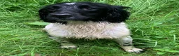 English Springer Spaniel dogs for stud: HEALTH TESTED FTCH bred springers for stud - Advert 20
