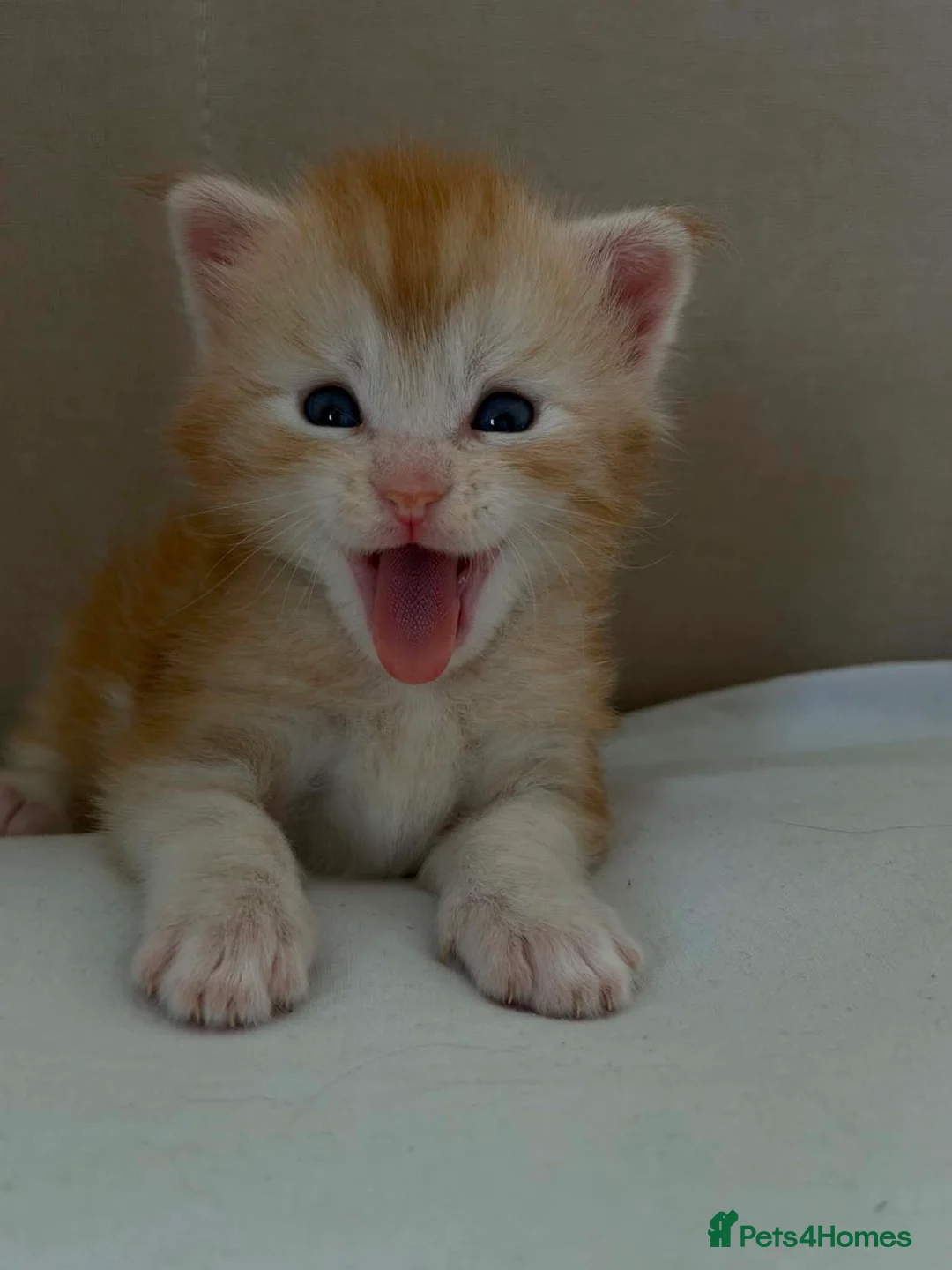 Maine Coon cats for sale: Adorable MALE main coon! Ginger  in Grays - Advert 2