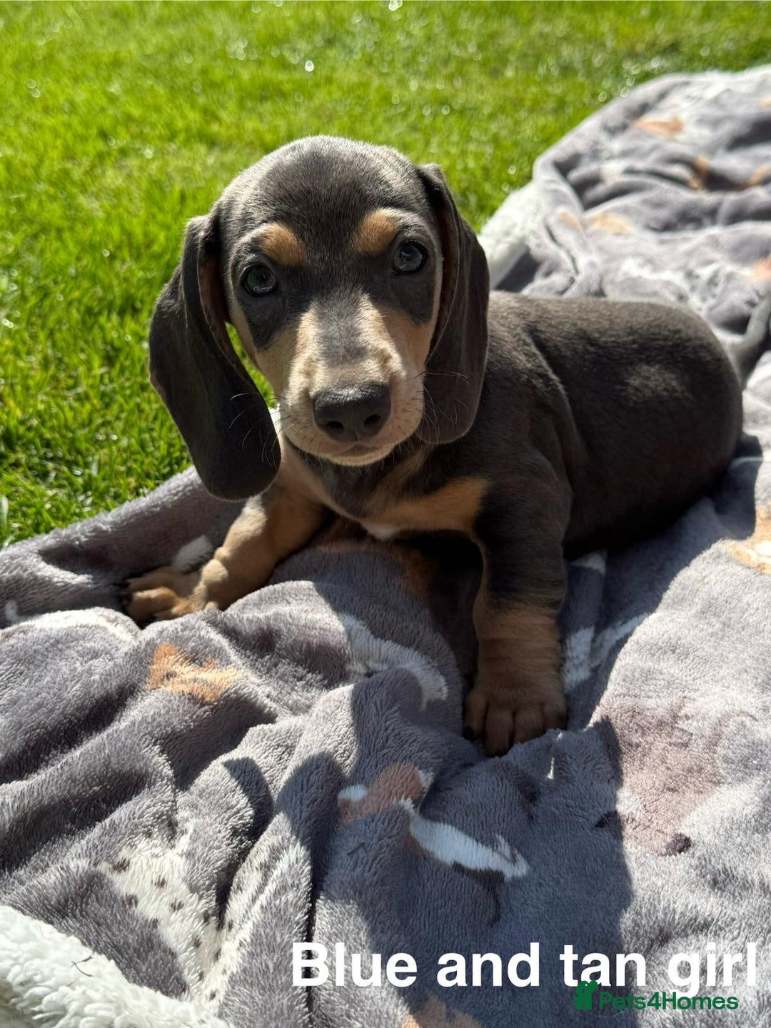 Miniature Dachshund dogs for sale: KC Reg Miniature Dachshund Puppies ✨READY NOW✨ - Image 26