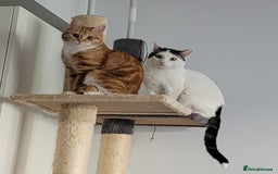 Domestic Shorthair cats for sale: Two beautiful kittens for sale - Image 7