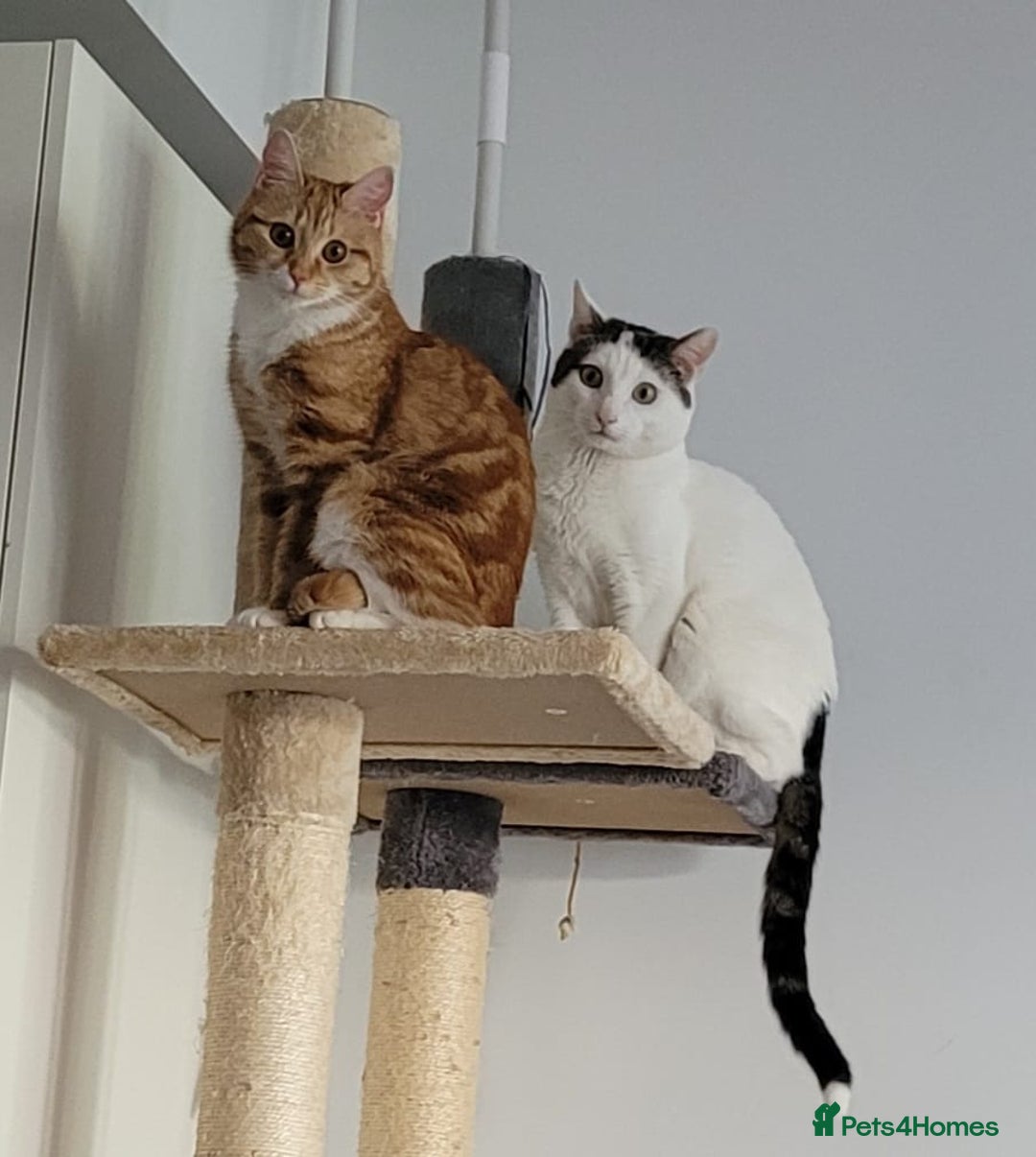 Domestic Shorthair cats for sale: Two beautiful kittens for sale - Image 7