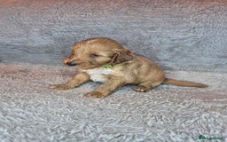 Irish Doodle dogs for sale: Toy Irish Doodle Puppies For Sale  - Image 27