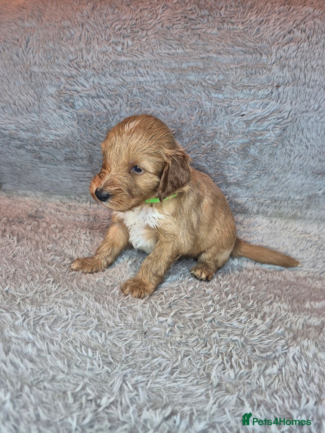 Irish Doodle dogs for sale: Toy Irish Doodle Puppies For Sale  - Image 27