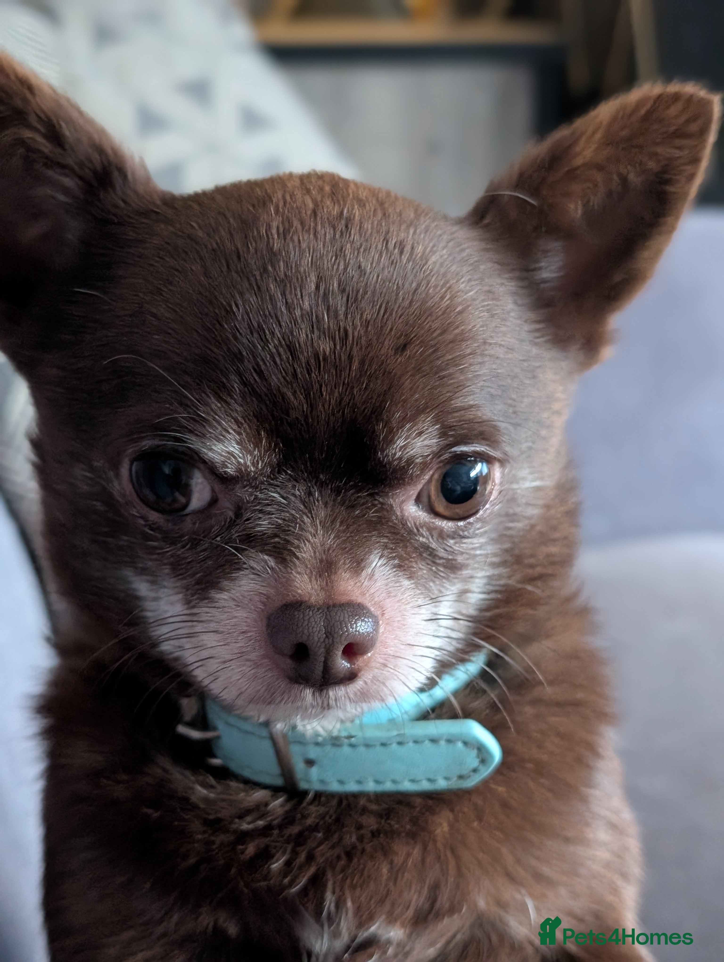 Chihuahua dogs FREDERICK VON LOVEHUNTER KC Champion heritage Stud in Chorley - Advert 21